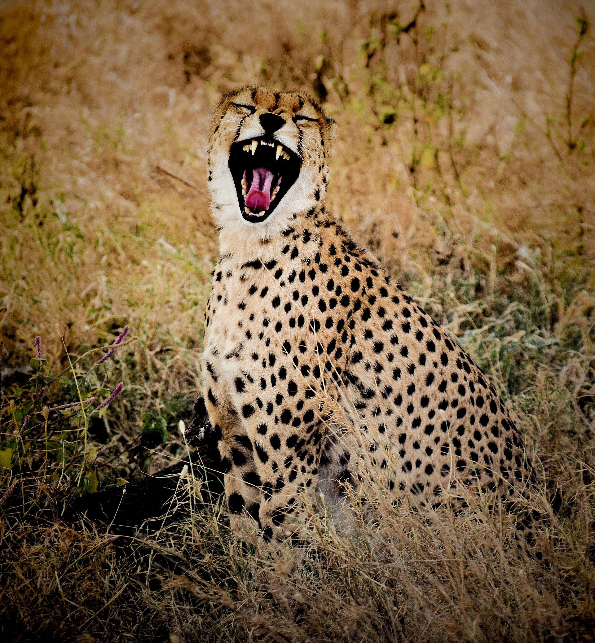 Serengeti National Park
