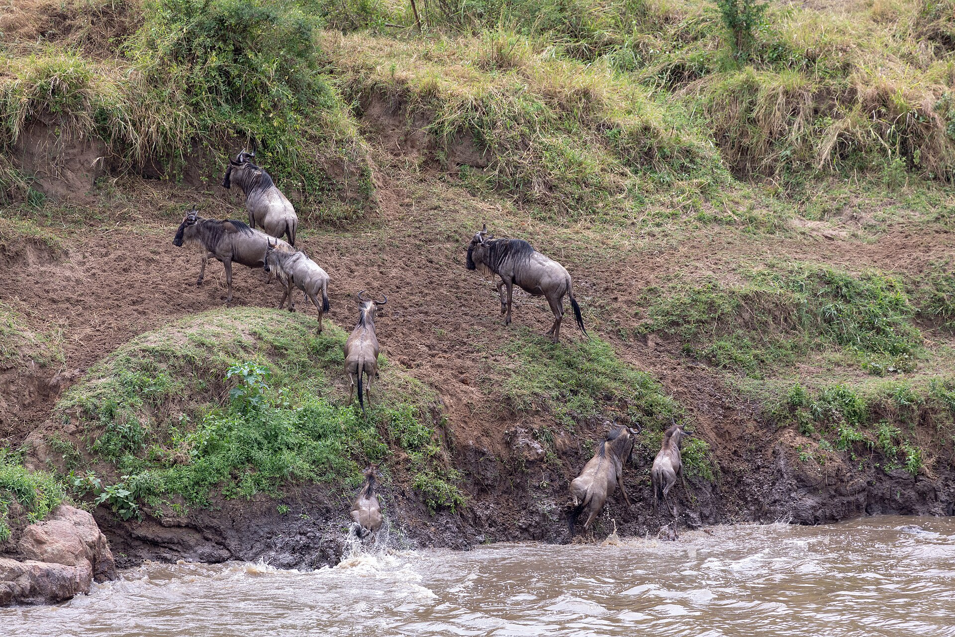 7-Day Great Wildebeest Migration River Crossing Safari