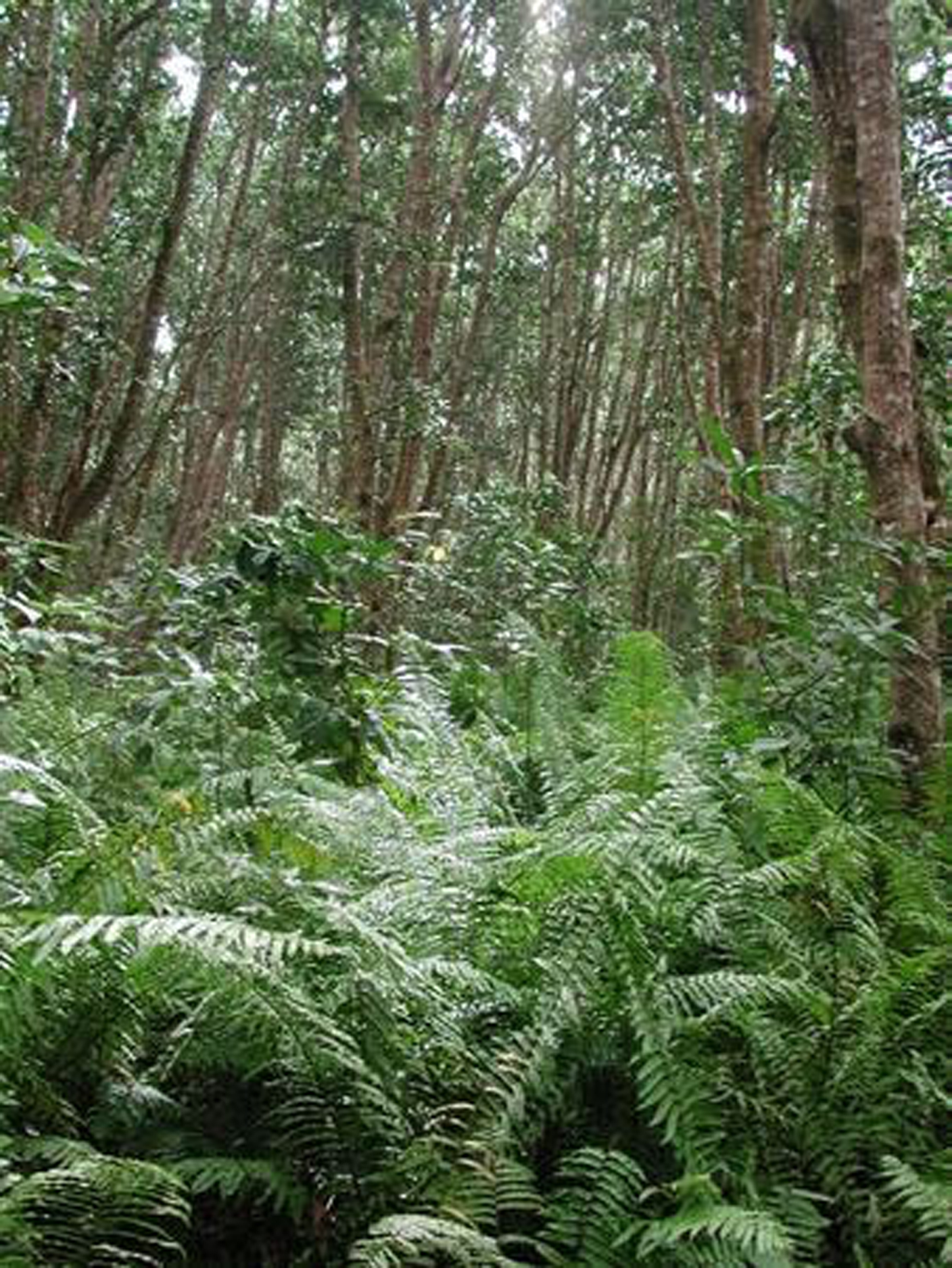 Jozani Chwaka Bay National Park