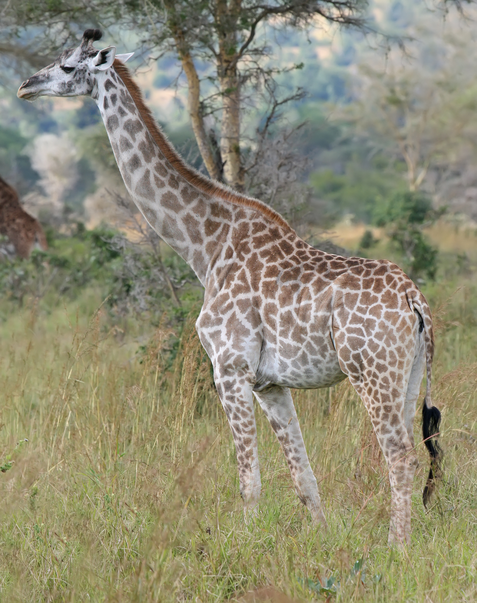 Mikumi National Park