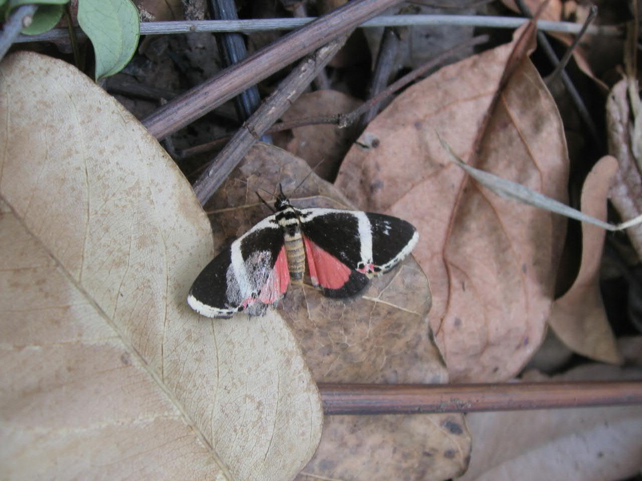 Udzungwa Mountains National Park