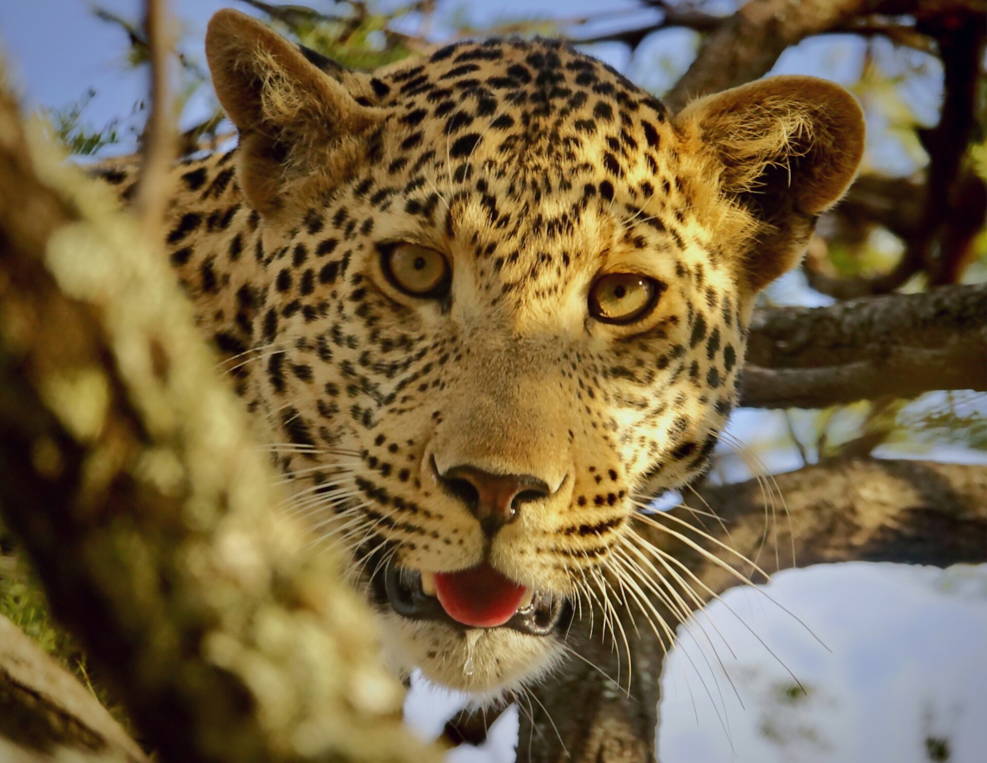 3-Day Serengeti National Park Express Safari