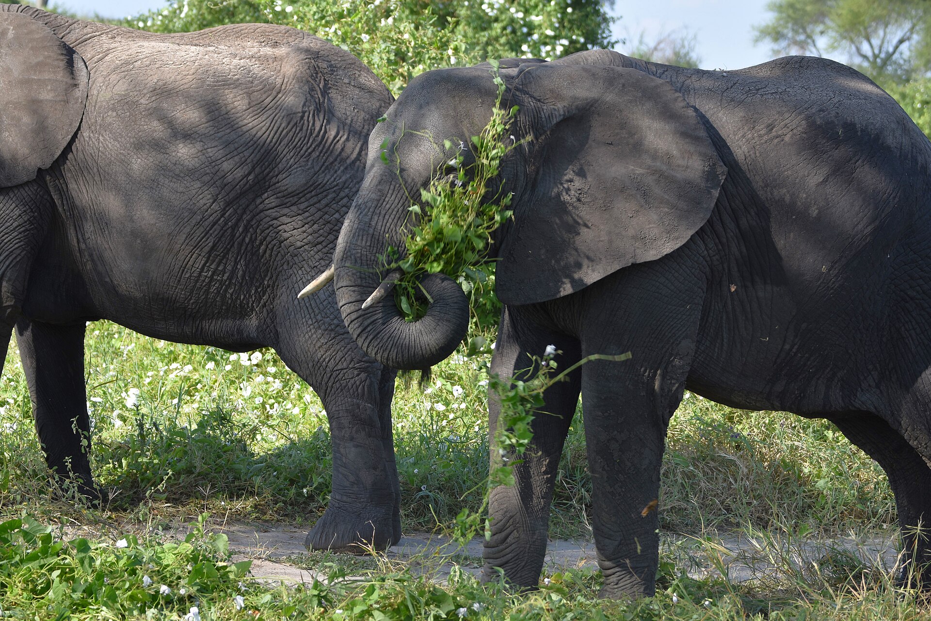 2-Day Tarangire & Ngorongoro Crater Short Safari