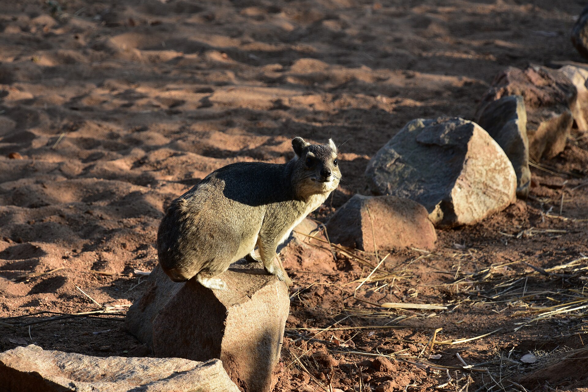 10-Day Complete Tanzania Safari & Southern Parks (Ruaha & Nyerere)