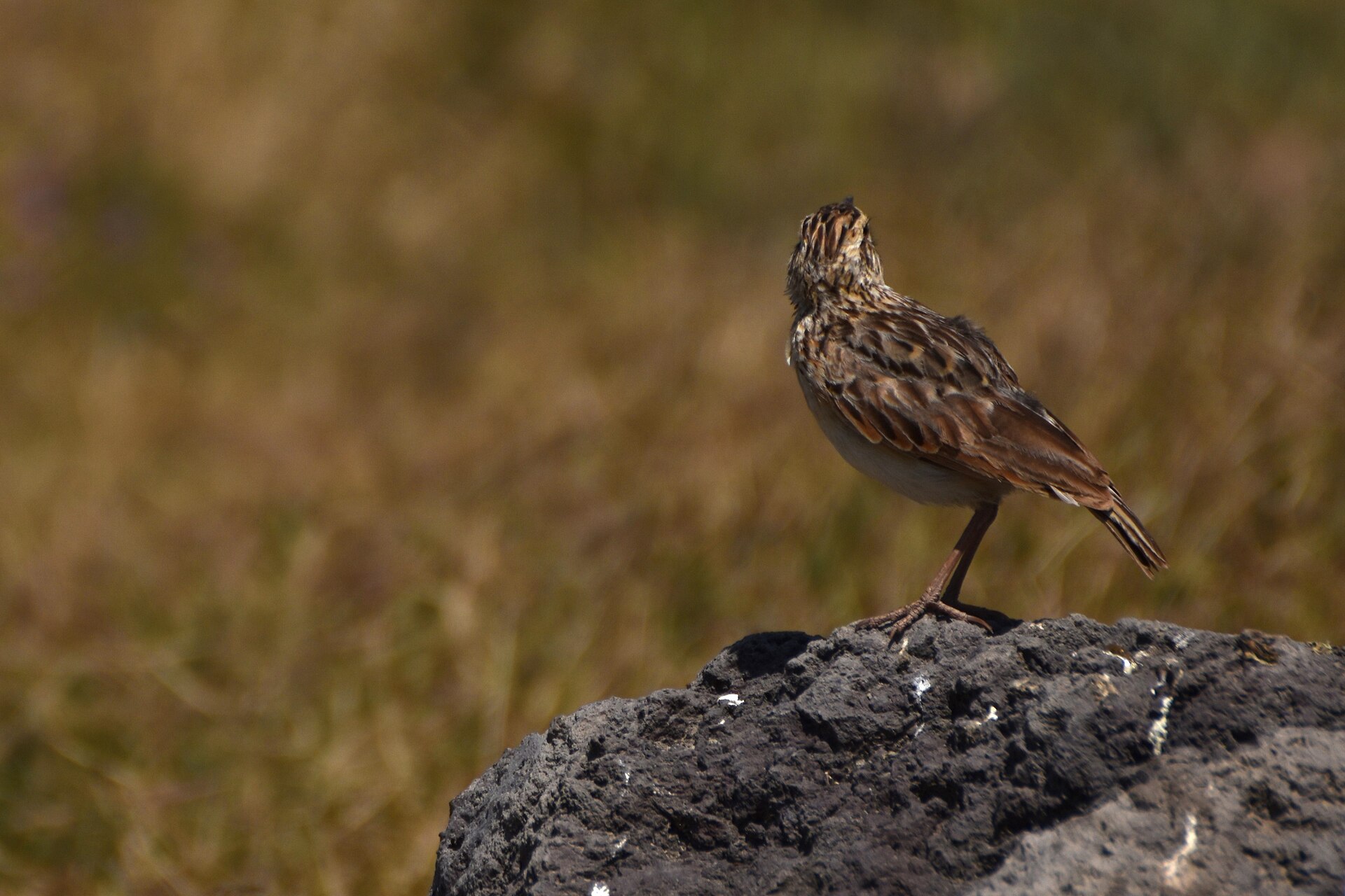 Ngorongoro Crater Complete Visitor Guide