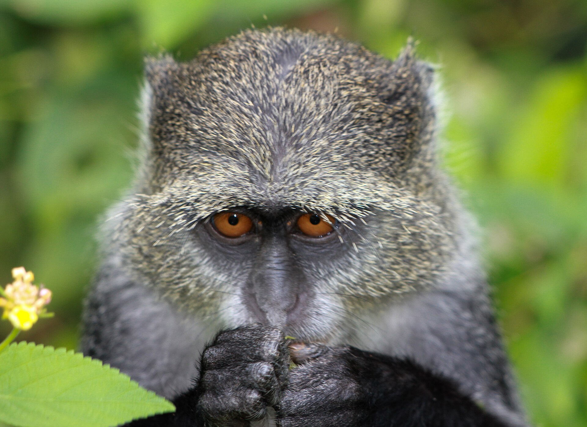 Jozani Chwaka Bay National Park