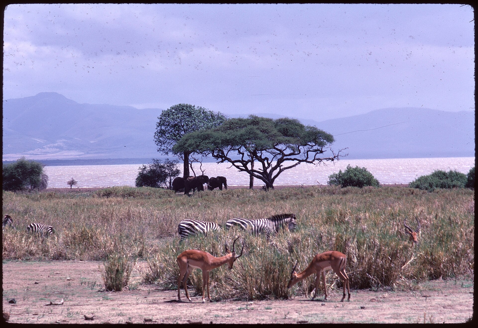 8-Day Family Adventure Safari (Tarangire, Manyara, Serengeti, Ngorongoro)