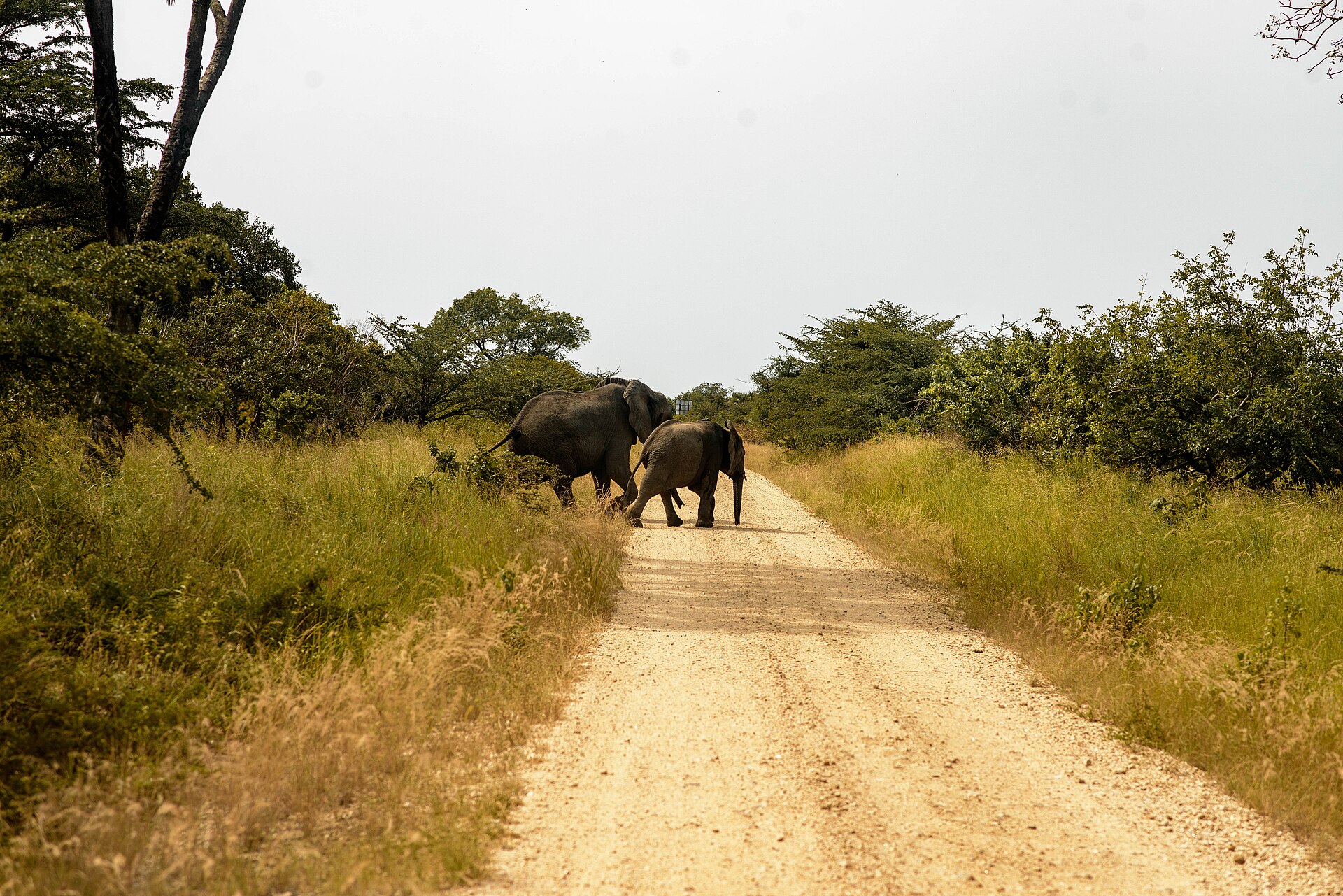 Saadani National Park
