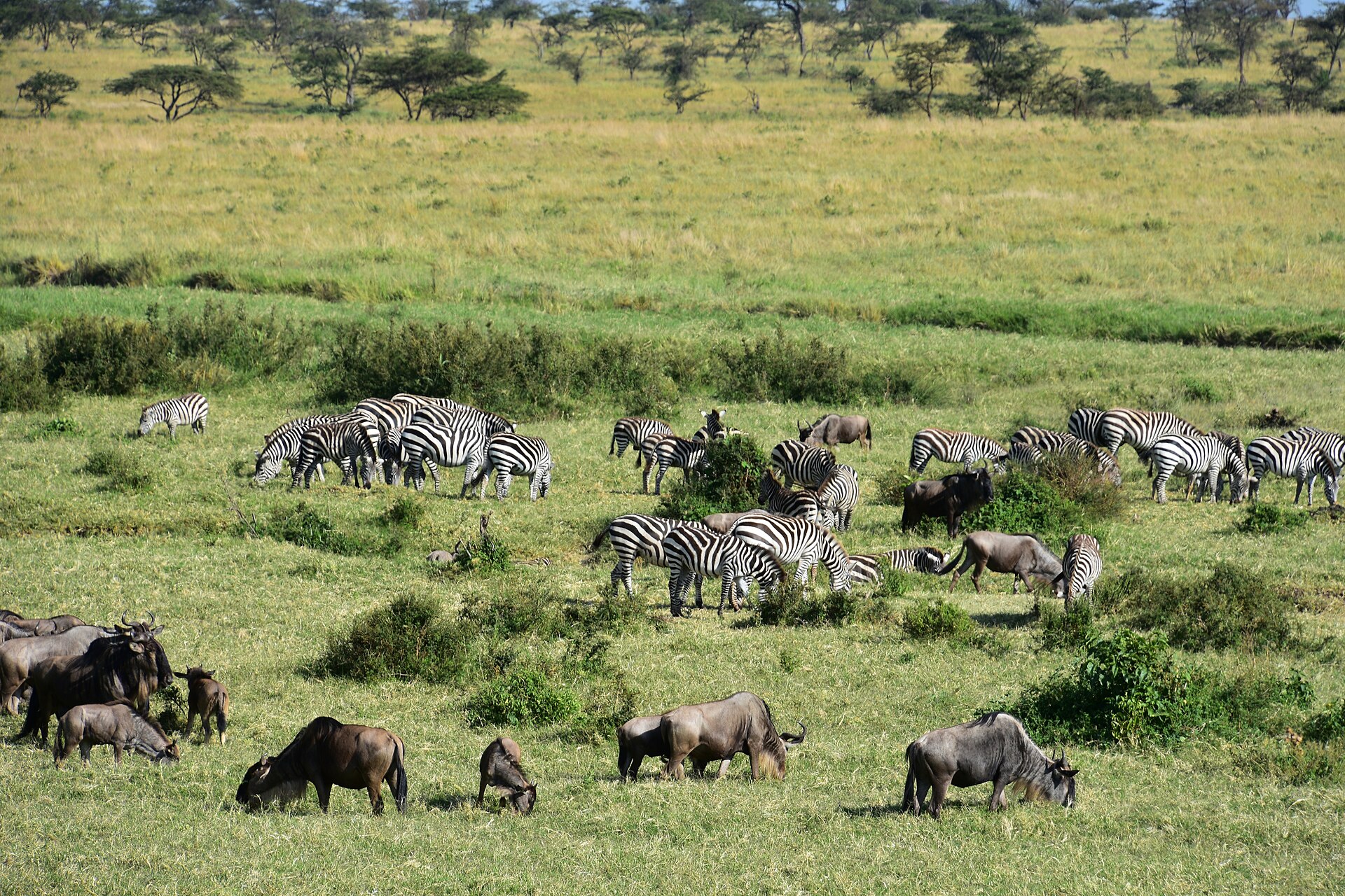 6-Day Mid-Range Serengeti Migration Adventure