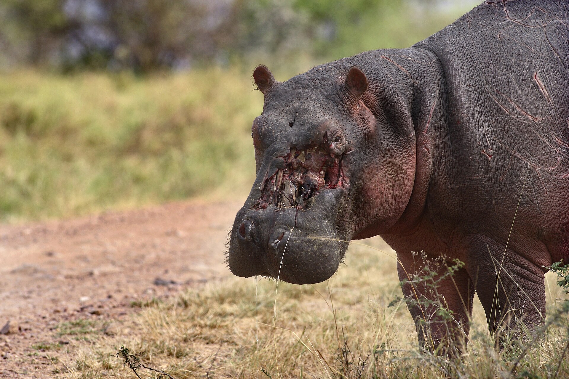 Rumanyika-Karagwe National Park