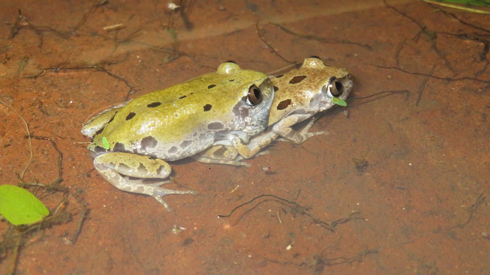 Mkomazi National Park