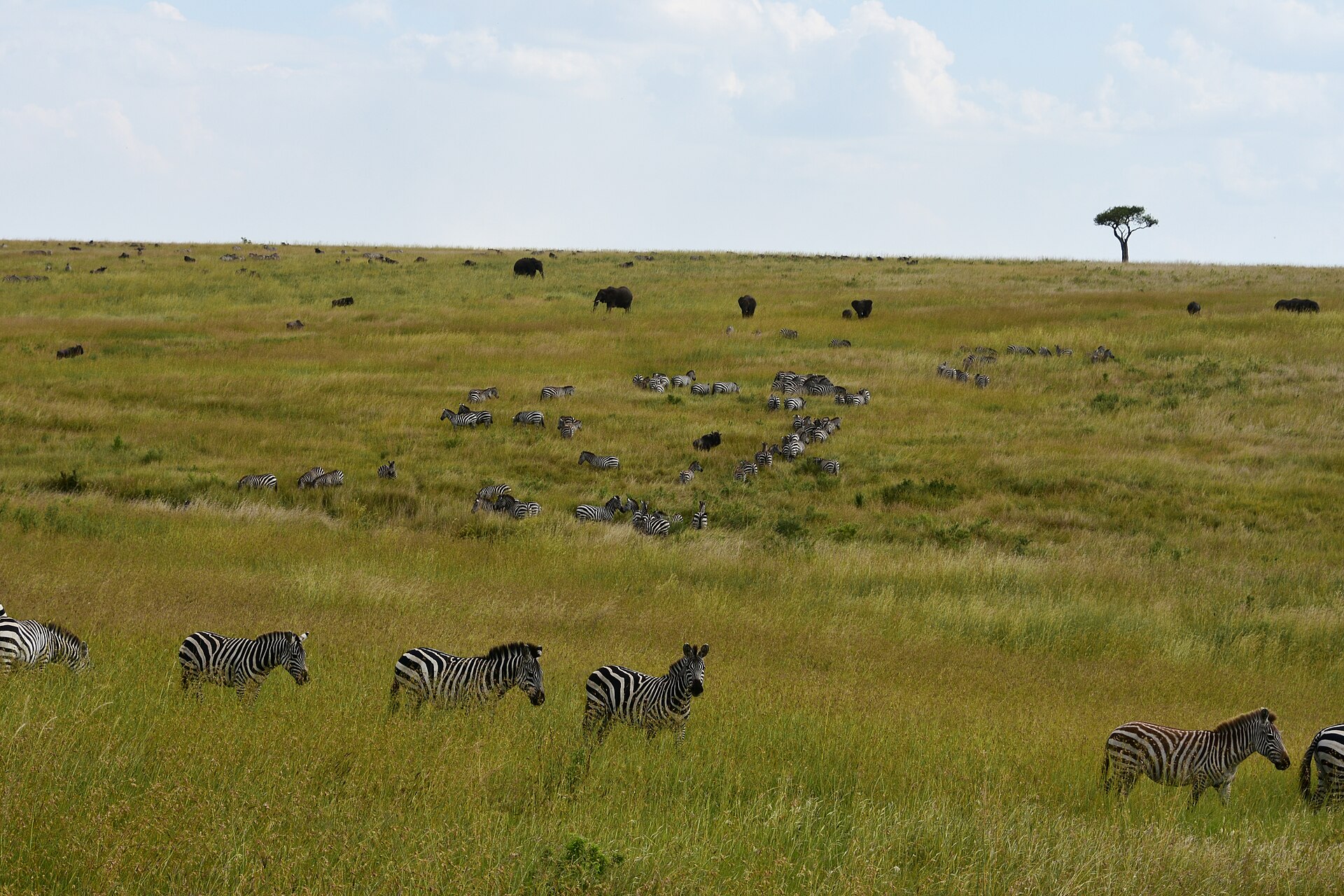 4-Day Great Migration Tracking Safari