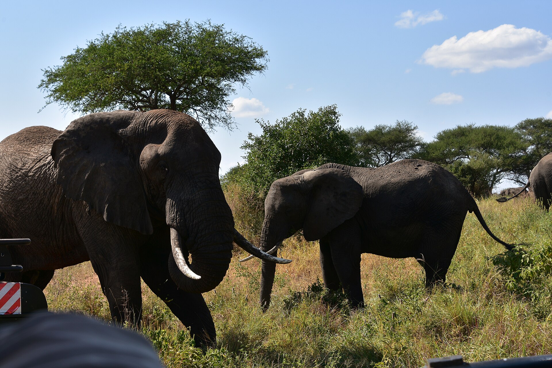 Safari Packages