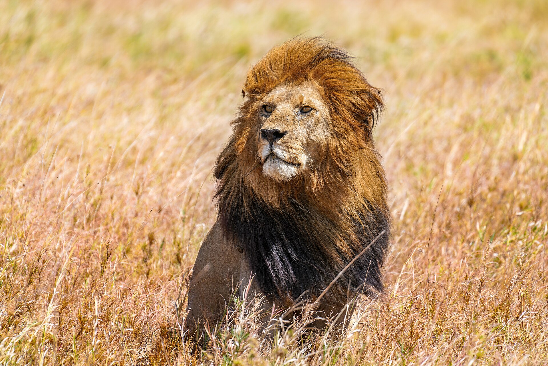10-Day Photography Safari (Serengeti & Ngorongoro)
